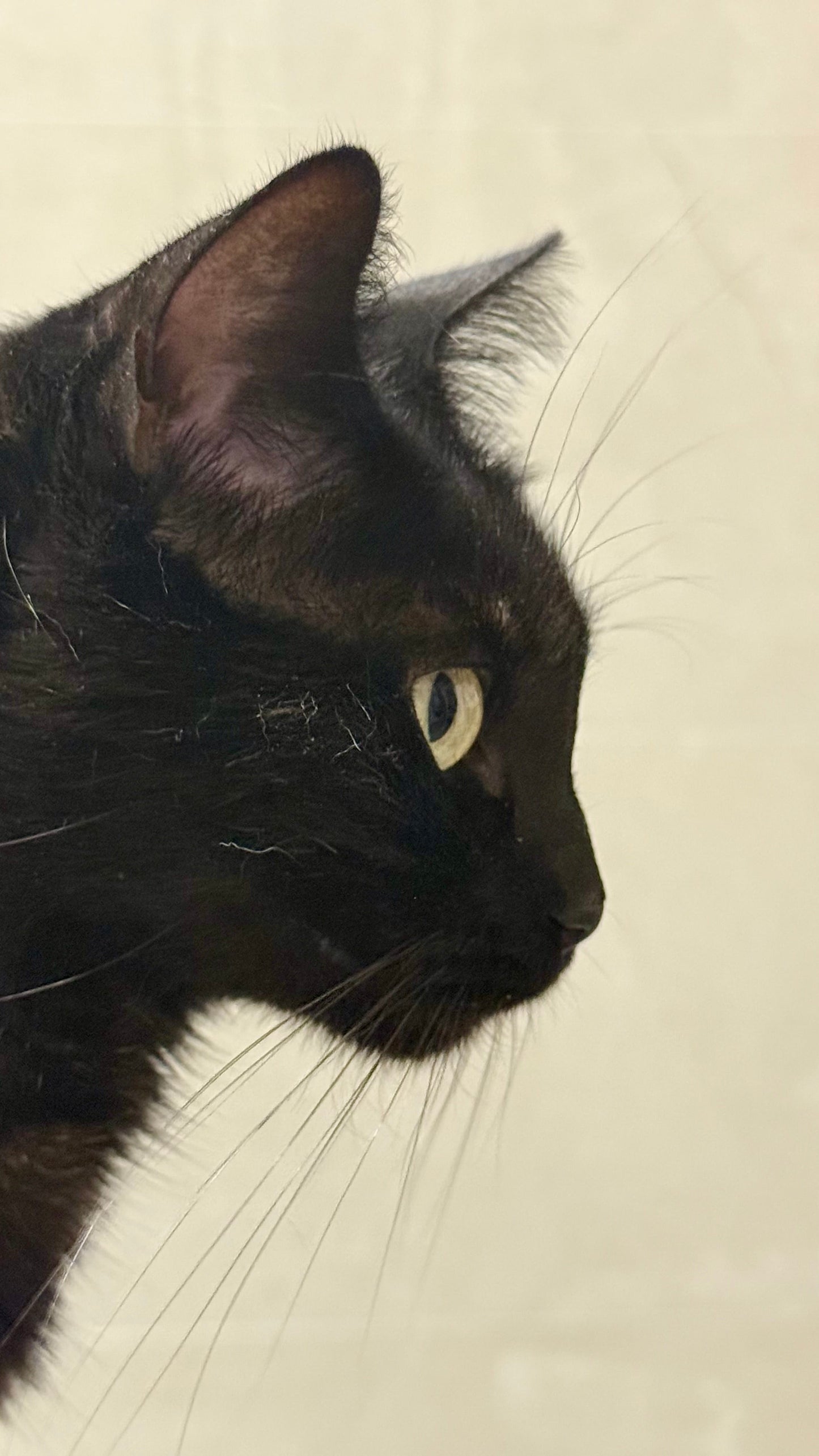 Plato rallador de cerámica pintado a mano – Lola (Edición Limitada Día Internacional del Gato) 🐈⬛ SOLO POR ENCARGO 🐈⬛